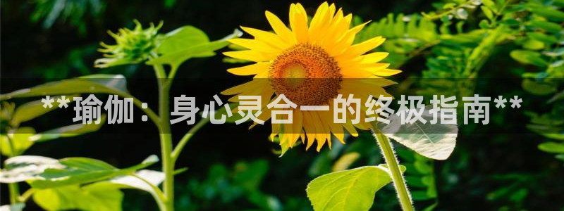 2024正规欧洲杯平台