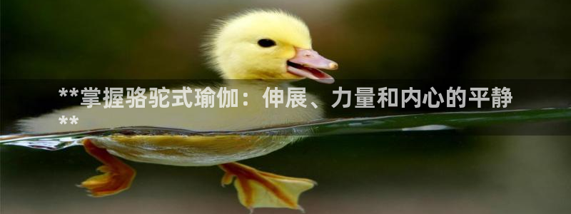 网上哪个平台可以买足球