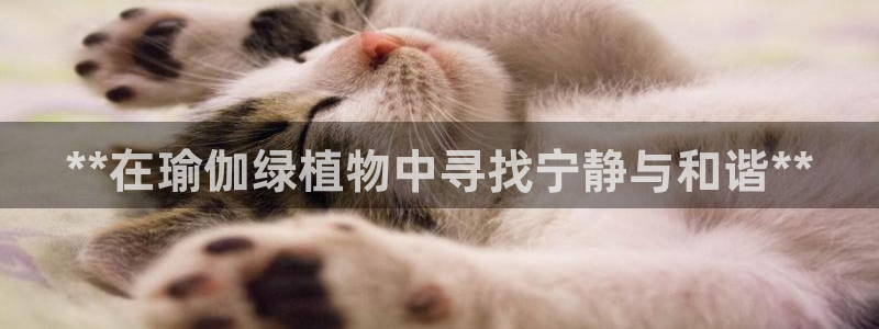 欧洲杯可以买冠亚军吗